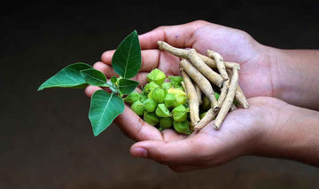 Ashwagandha KSM-66 plant in hands