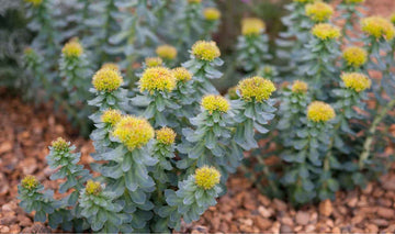 Rhodiola rosea UK extract